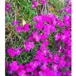 Tařička zahradní červená Leichtlinii Aubrieta hybrida semena 200 ks – Hledejceny.cz