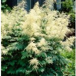 Aruncus dioicus Velikost hrnku: 2l terac – Hledejceny.cz