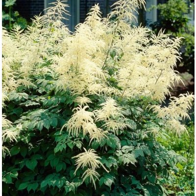 Aruncus dioicus Velikost hrnku: 2l terac – Hledejceny.cz
