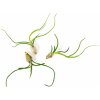 Květina Gardners Tillandsia bulbosa Tillandsie, kykatka