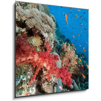 Obraz 1D - 50 x 50 cm - Marine life in the Red Sea. Mořský život v Rudém moři. – Zboží Mobilmania