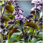 Bazalka skořicová Ocimum basilicum semena bazalky 50 ks