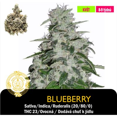 Drskunk Blueberry Feminizováno semena neobsahují THC 1 ks – Sleviste.cz