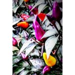 Fairy Lights – Zboží Dáma