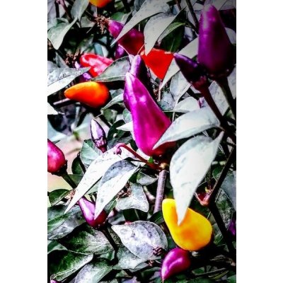 Fairy Lights – Zboží Dáma