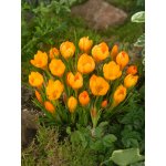 Krokus 'Orange monarch' 10 ks – Zboží Dáma