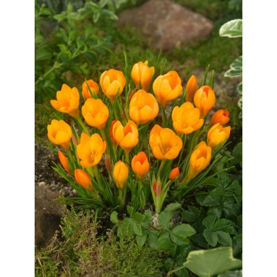 Krokus 'Orange monarch' 10 ks – Zbozi.Blesk.cz