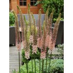 Liliochvostec 'Romance' 1 ks – Sleviste.cz