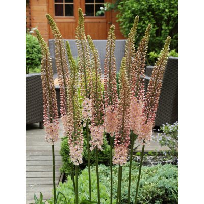 Liliochvostec 'Romance' 1 ks – Sleviste.cz