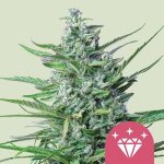 Royal Queen Seeds Special Kush #1 semena neobsahují THC 1 ks – Zboží Dáma