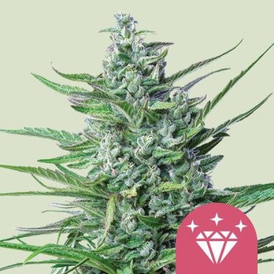 Royal Queen Seeds Special Kush #1 semena neobsahují THC 1 ks – Zboží Dáma