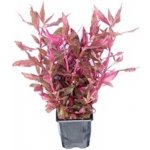 Alternanthera reineckii Red Ruby – Zbozi.Blesk.cz