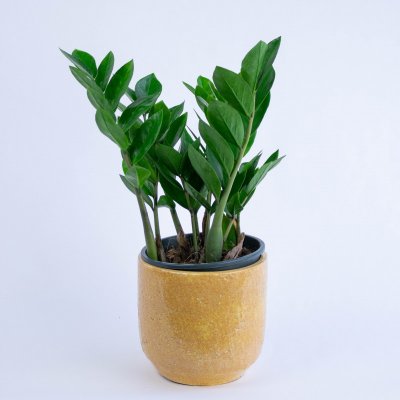 Rozvoz květin: Zamioculcas zamiifolia - Příbram – Zboží Mobilmania