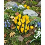 Lužanka žlutá 'Sternbergia lutea' 3 ks – Zboží Dáma