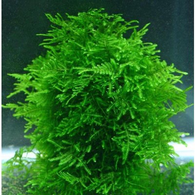 Taxiphyllum sp. Songrow Peacock moss 7 cm – Zboží Mobilmania