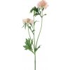 Květina Hlaváč - Scabiosa diamant fialový růžový V72 cm (N968437)