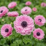 Sasanka věncová 'The Admiral' 15 ks – Sleviste.cz