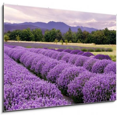 Obraz 1D - 100 x 70 cm - Lavender Farm in Sequim, Washington, USA Lavender farma v Sequim, Washington, USA