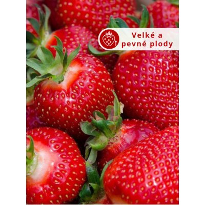 Jahodník 'Diamante' 12 ks stáleplodící Sazenice: Frigo sadba "A" standard 12 ks – Sleviste.cz