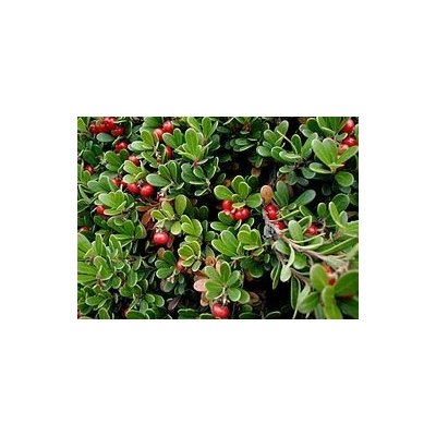 Bylinná lékárna Medvědice list Uvae ursi folium 1 kg – Sleviste.cz