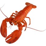 Lackmann Mražené rací předvařené 1000g – Sleviste.cz