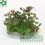 Ludwigia repens Rubin – Zboží Mobilmania