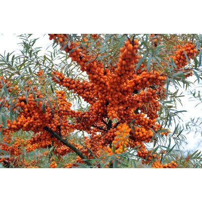 TSUGA Rakytník řešetlákový - Hippophae rhamnoides samičí – Hledejceny.cz