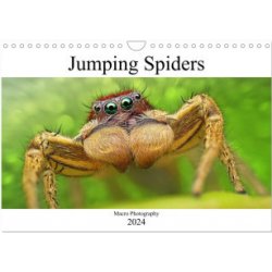 Jumping Spiders Wall DIN A4 landscape CALVENDO 12 Month Wall 2024