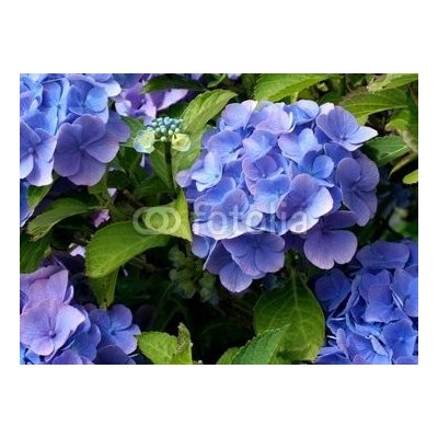 WEBLUX 9180840 Fototapeta vliesová hortensia hortenzie rozměry 100 x 73 cm