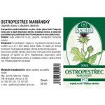Naděje Ostropestřec mariánský z pupenů 50 ml – Hledejceny.cz