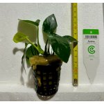 Anubias barteri nana 5 cm – Sleviste.cz