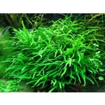 Microsorum pteropus Trident – Zboží Dáma