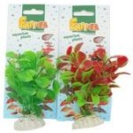 Tatrapet Ludwigia 10-12 cm 1x červená, 1x zelená – Zboží Mobilmania