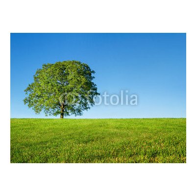 WEBLUX 54481754 Fototapeta vliesová Green tree and blue sky Zelený strom a modrá obloha rozměry 270 x 200 cm – Zboží Mobilmania