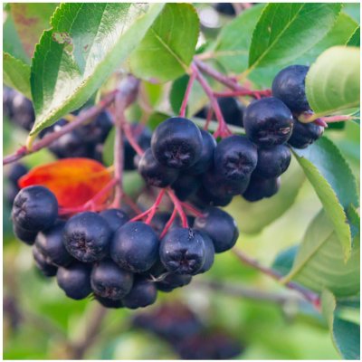 Černý jeřáb - Aronia melanocarpa - semena jeřábu - 7 ks – Zbozi.Blesk.cz