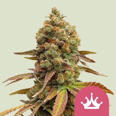 Royal Queen Seeds Special Queen #1 semena neobsahují THC 1 ks – Sleviste.cz