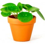 Gardners Pilea peperomioides, průměr 6 cm Chinese money plant, palačinková kytka – Sleviste.cz