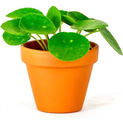 Gardners Pilea peperomioides, průměr 6 cm Chinese money plant, palačinková kytka – Sleviste.cz