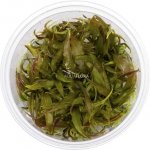 Cryptocoryne usteriana - Kryptokoryna kalatkolistá – Zboží Dáma