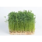 semínka na klíčky a microgreens Čočka Váha: 100 g – Hledejceny.cz