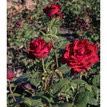 Růže velkokvětá pnoucí tmavě červená - Rosa - prostokořenné sazenice růže -  1 ks od 170 Kč - Heureka.cz