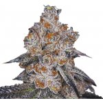 Growers Choice White Fire Gelato semena neobsahují THC 5 ks – Sleviste.cz