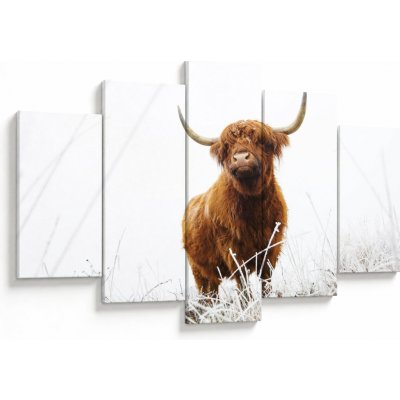 Obraz - Skotská kráva, pětidílný 150x105 cm – Hledejceny.cz