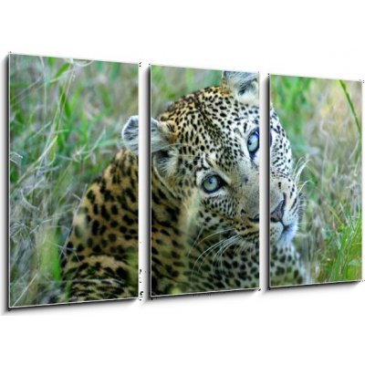 Obraz 3D třídílný - 90 x 50 cm - Leopard leopard leopards animální – Hledejceny.cz