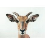 Pohlednice Antilopa - impala – Zboží Dáma