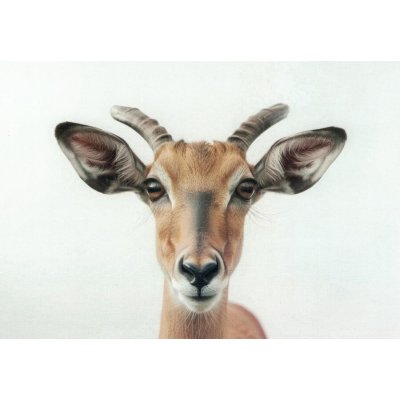 Pohlednice Antilopa - impala – Zboží Dáma
