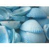 Akvarijní dekorace Dijk Natural Collection Mušle Clam rose shell 290 g světle modrá