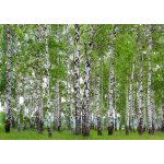 AG design FTS-1304 Papírová fototapeta Břízový les rozměry 360 x 254 cm – Hledejceny.cz