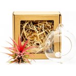 Gardners Aerárium s Tillandsií Ionantha red v dárkovém balení Tillandsie, kykatka – Sleviste.cz