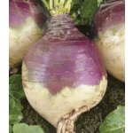 Tuřín Magres - Brassica napus var. napobrassica - prodej semen - 200 ks – Zboží Dáma